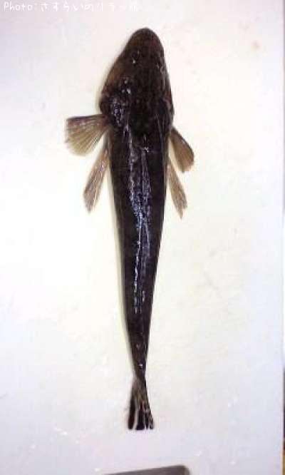 �ᥴ��