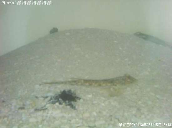 �ᥴ�����ҥȥ�