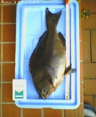 �����᥸��