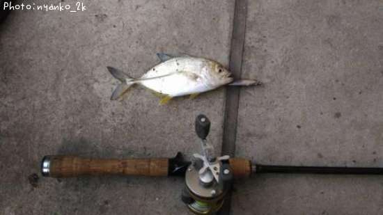 ��å�����