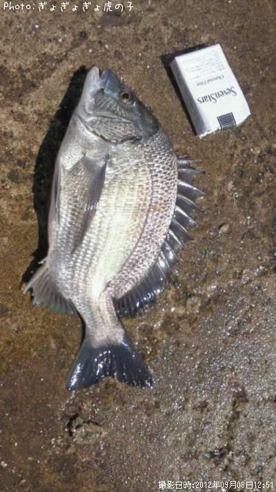 �᥿�ܥ�������