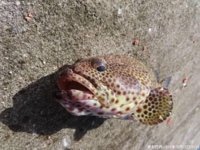 �ߡ��Х��ڥ��㥤���ޥ�ϥ���