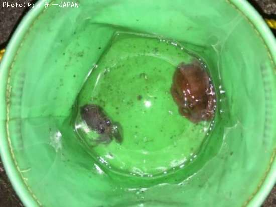 �ߥߥ���������