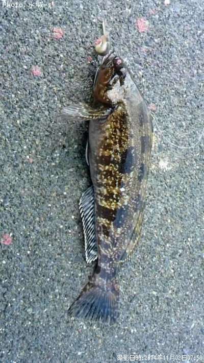 �ߥˡ������ʥ�