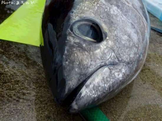 �ߡ����ӡڥ�Х��ޥ�����