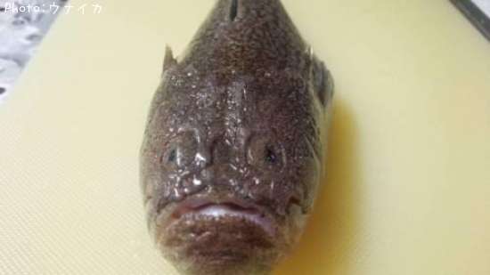 �ߥ��ޥ�����