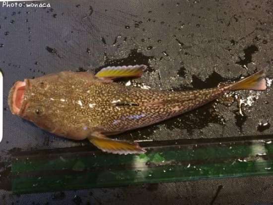 �ߥ��ޥ�����