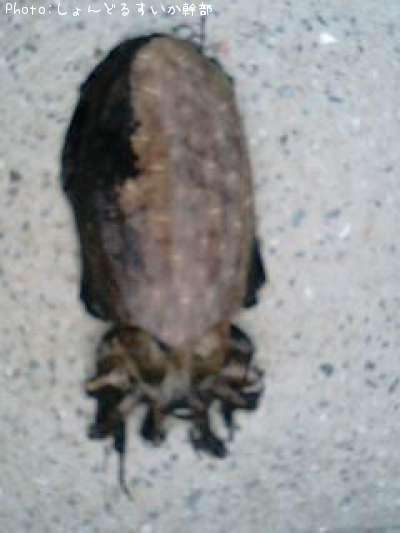 ��󥴥�����