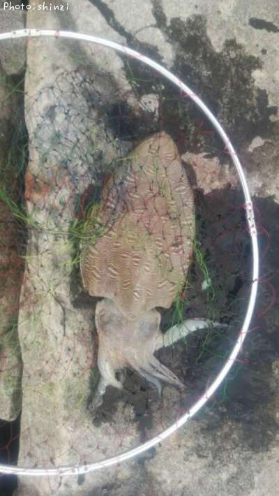 ��󥴥������ʥ��ߥʥꥤ����