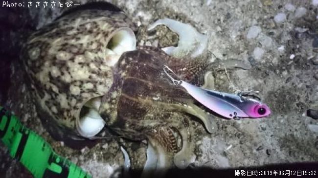 ��󥴥��������ޥ������勵�ꥬ��