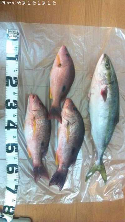 ���ĥ�������