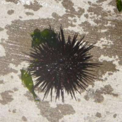 ��饵������