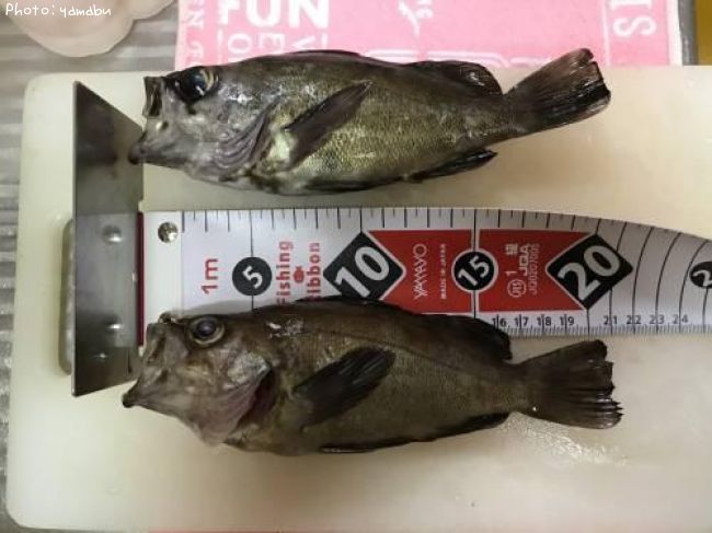 ��饽������Х�