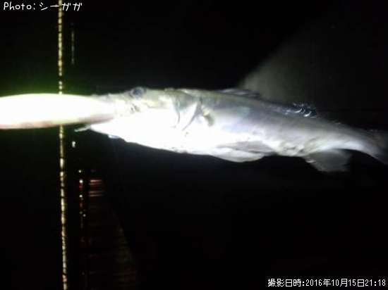 ͦ���ʥ����Х�