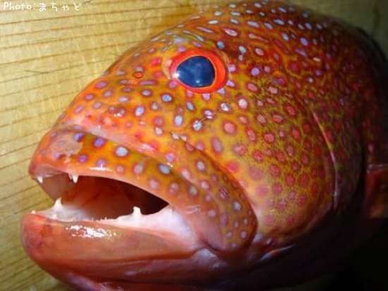 �ʥ����塼�ߡ��Х��ڥХ�ϥ���