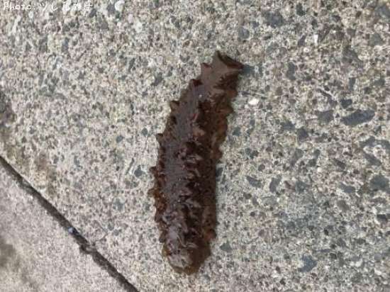 �ʥޥ��ʥͥ���