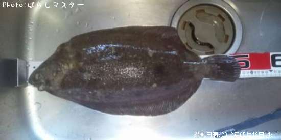 �ʥ᥿���쥤