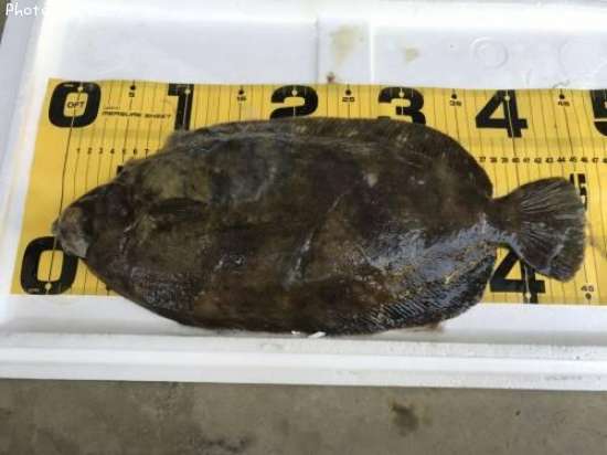 �ʥ᥿���쥤