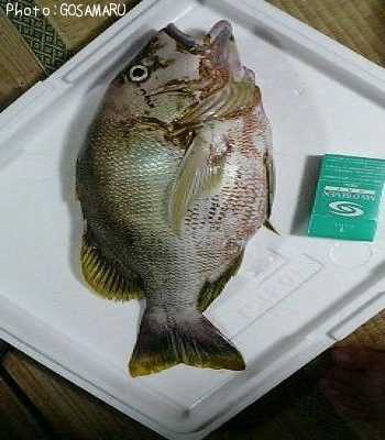 �ʥߥե�����