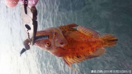 �ʤ��������