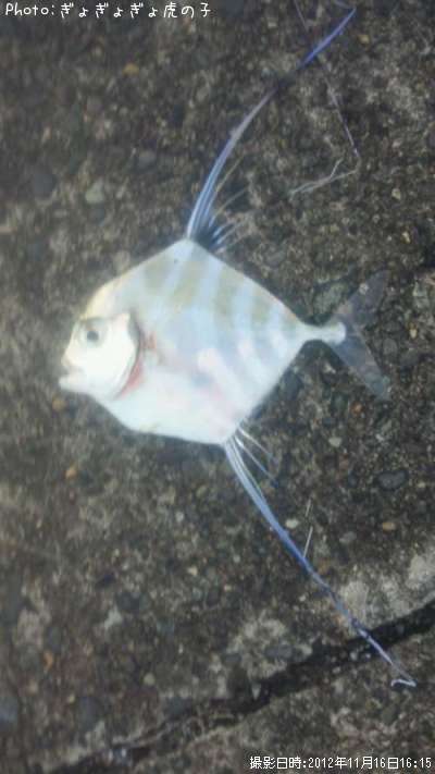 �ʤ�Ǥ��礦��ɡ�