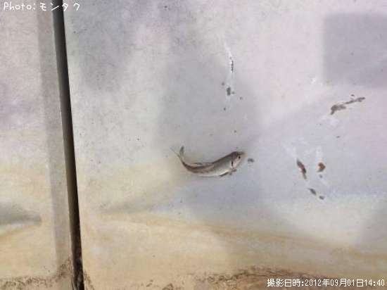 �ʤ�Ǥ��礦�͡�