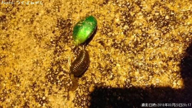 �ͥ�����Υ���