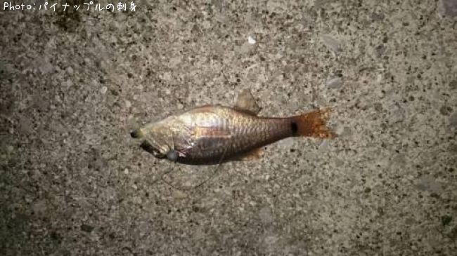 �ͥ�֥ĥ���