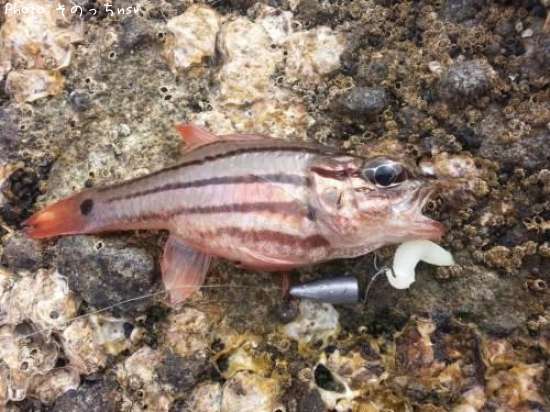 �ͥ�֥ĥ���