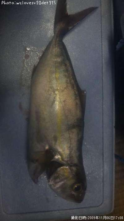 �ͥꥴ�ʥ���ѥ���