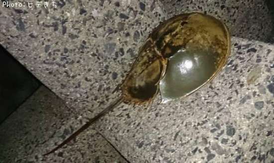 �ͥ��ʥ��֥ȥ��ˡ�