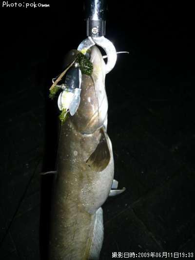 �˥������ʥޥ�