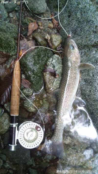 �˥å��������