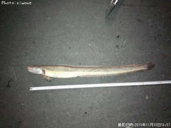 �̥��ᥬ��