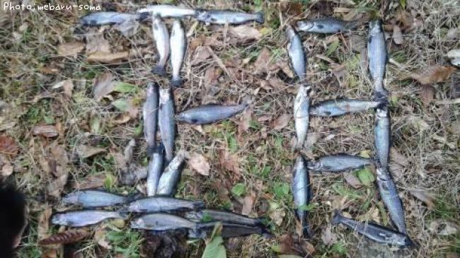 �˥塼���䡼�˥��ޥ�