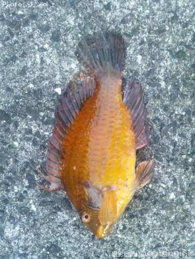 ���ϥ����٥�