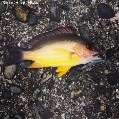 �����ե�����