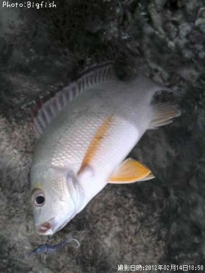 �����ե�����