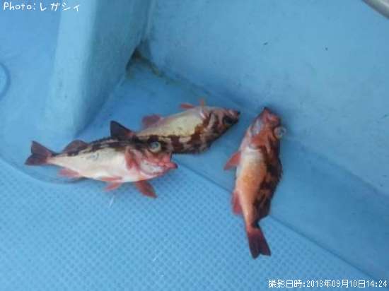 ������Х�