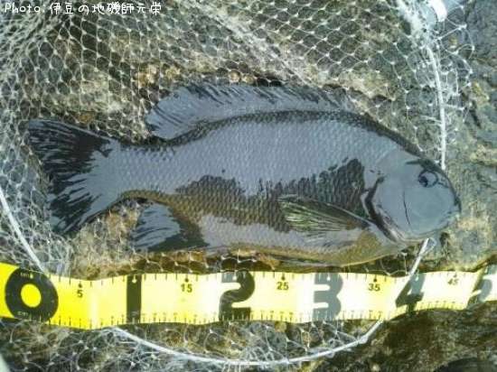 �����ʥ᥸��