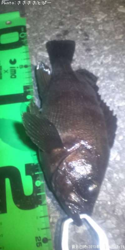 ���ץ�Х롪��