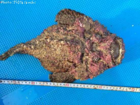 ���˥���ޥ�����