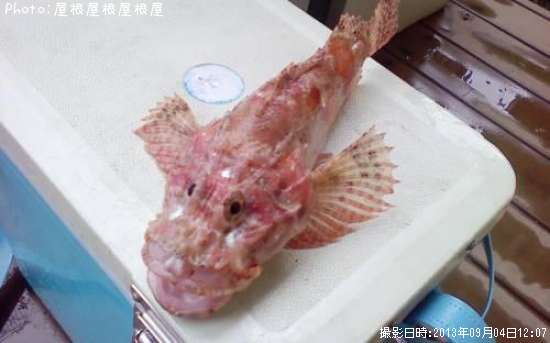 ���˥�����