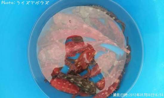 ���˥�����