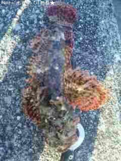 ���˥�����