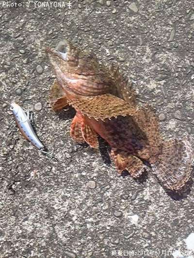 ���˥�����