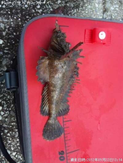 ���˥�����