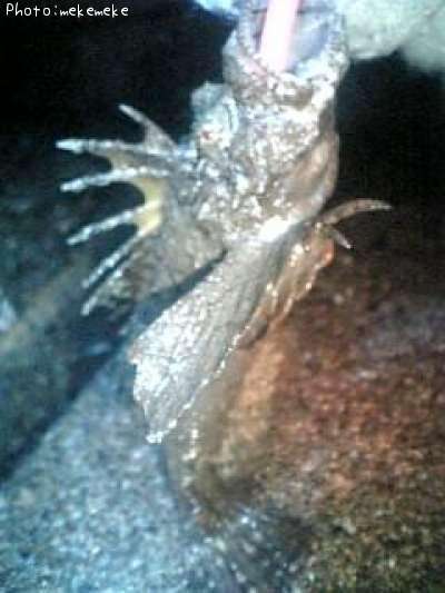 ���˥�����