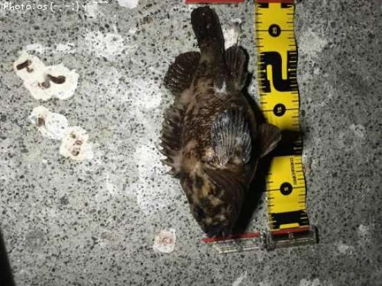 ���������饽��