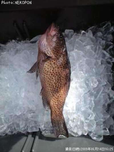 �������ϥ�